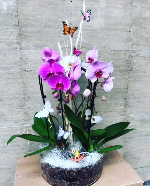 Centro de orquideas – Flores Maricarmen